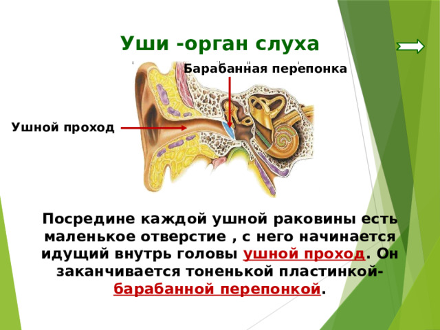 Уши -орган слуха Барабанная перепонка Ушной проход Посредине каждой ушной раковины есть маленькое отверстие , с него начинается идущий внутрь головы ушной проход . Он заканчивается тоненькой пластинкой- барабанной перепонкой . 