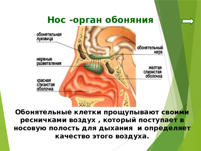 Нос -орган обоняния Обонятельные клетки прощупывают своими ресничками воздух , который поступает в носовую полость для дыхания и определяет качество этого воздуха. 