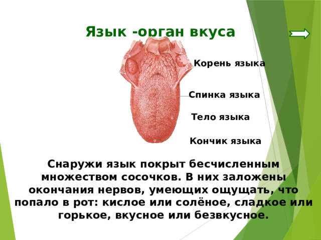 Язык -орган вкуса Корень языка Спинка языка Тело языка Кончик языка Снаружи язык покрыт бесчисленным множеством сосочков. В них заложены окончания нервов, умеющих ощущать, что попало в рот: кислое или солёное, сладкое или горькое, вкусное или безвкусное. 
