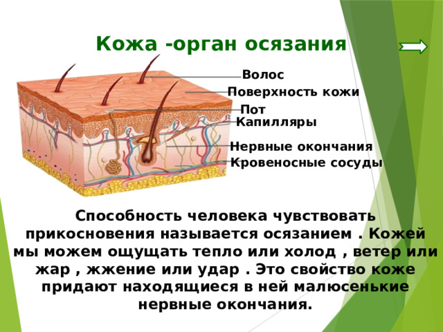 Кожа -орган осязания Волос Поверхность кожи Пот Капилляры Нервные окончания Кровеносные сосуды Способность человека чувствовать прикосновения называется осязанием . Кожей мы можем ощущать тепло или холод , ветер или жар , жжение или удар . Это свойство коже придают находящиеся в ней малюсенькие нервные окончания. 