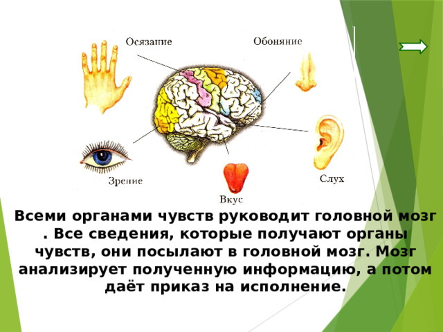 Всеми органами чувств руководит головной мозг . Все сведения, которые получают органы чувств, они посылают в головной мозг. Мозг анализирует полученную информацию, а потом даёт приказ на исполнение. 