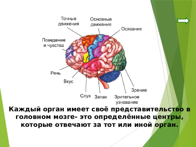Каждый орган имеет своё представительство в головном мозге- это определённые центры, которые отвечают за тот или иной орган. 