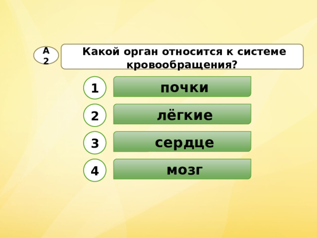 Какой орган относится к системе кровообращения? А2  почки 1  лёгкие 2  сердце 3  мозг 4 