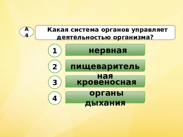  Какая система органов управляет деятельностью организма? А4  нервная 1  пищеварительная 2  кровеносная 3  органы дыхания 4 