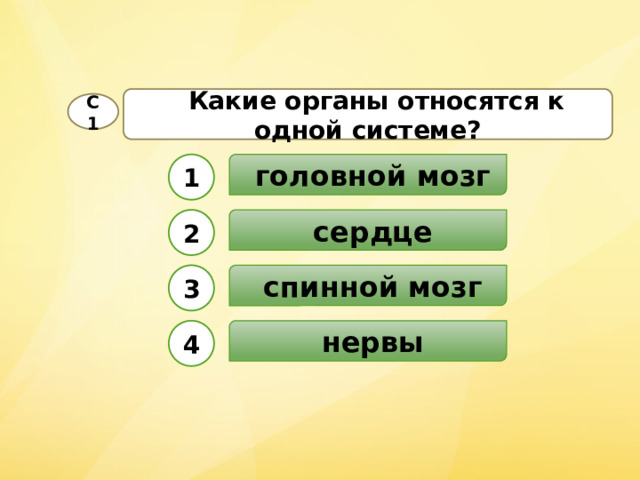  Какие органы относятся к одной системе? С1  головной мозг 1  сердце 2  спинной мозг 3  нервы 4 
