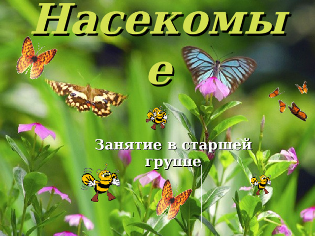 Насекомые Занятие в старшей группе 