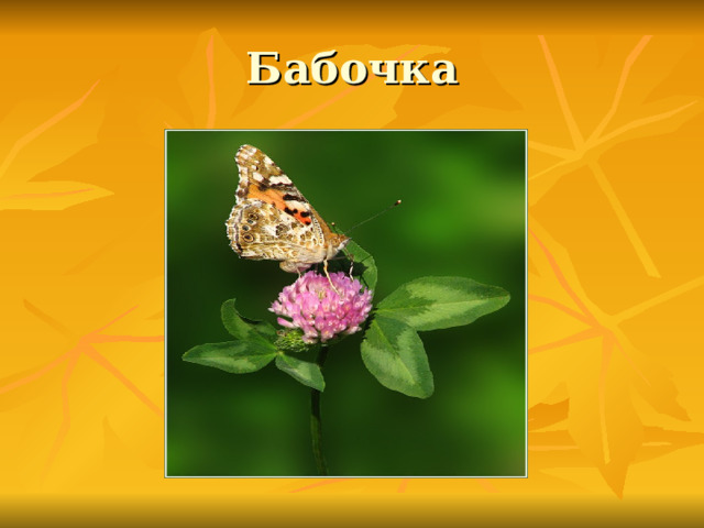 Бабочка 