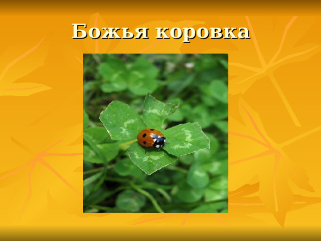 Божья коровка 