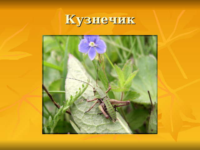 Кузнечик 
