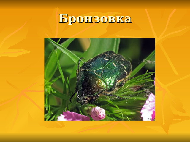Бронзовка 