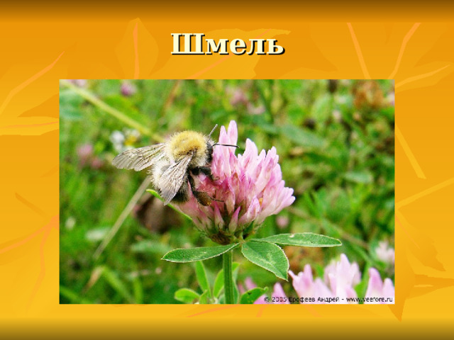 Шмель 