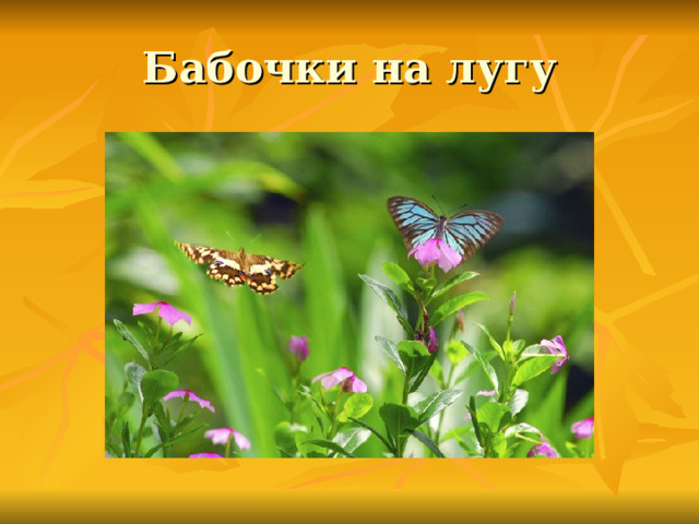 Бабочки на лугу 