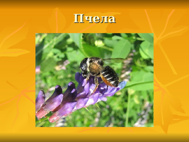 Пчела 