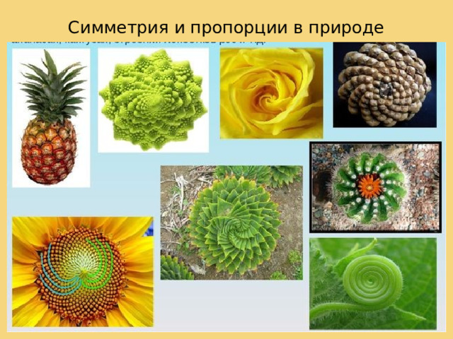 Симметрия и пропорции в природе В природе существует удивительная пропорция, которая многократно повторяется в самых разных живых структурах — строении раковин, рисунке волокон деревьев, расположении лепестков цветов, строении человеческого тела и даже в расположении планет. Чудесная способность этой пропорции сообщать творению человеческих рук гармонию, заложенную в самой природе, с глубокой древности привлекала ученых, художников, строителей и философов. Мы найдем ее в пирамиде Хеопса и в афинском Парфеноне, в мечети Тадж-Махал и в европейских средневековых соборах, в работах Леонардо да Винчи и Микеланджело.   