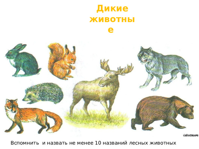 Дикие животные Вспомнить и назвать не менее 10 названий лесных животных 