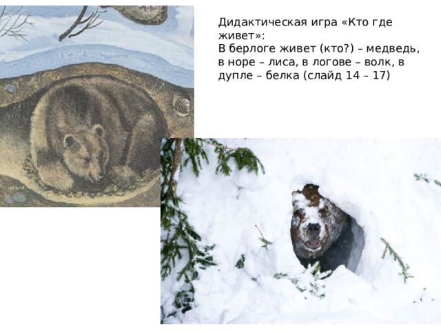 Дидактическая игра «Кто где живет»: В берлоге живет (кто?) – медведь, в норе – лиса, в логове – волк, в дупле – белка (слайд 14 – 17) 