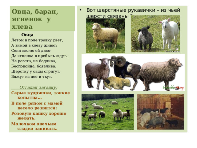 Вот шерстяные рукавички – из чьей шерсти связаны ? Овца, баран, ягненок у хлева  Овца Летом в поле травку рвет, А зимой в хлеву живет: Сена вволю ей дают Да ягненка в прибыль ждут. Не рогата, не бодлива, Беспокойна, боязлива. Шерстку у овцы стригут, Вяжут из нее и ткут.  Отгадай загадку: Серые кудряшки, тонкие копытца… В поле рядом с мамой весело резвится: Розовую кашку хорошо жевать, Молочком овечьим сладко запивать. 