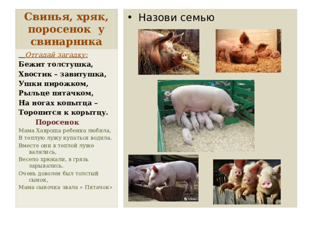 Свинья, хряк, поросенок у свинарника Назови семью  Отгадай загадку: Бежит толстушка, Хвостик – завитушка, Ушки пирожком, Рыльце пятачком, На ногах копытца – Торопится к корытцу.  Поросенок Мама Хавроша ребенка любила, В теплую лужу купаться водила. Вместе они в теплой луже валялись, Весело хрюкали, в грязь зарывались. Очень доволен был толстый сынок, Мама сыночка звала « Пятачок» 