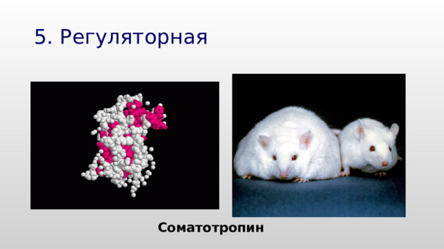 5. Регуляторная Соматотропин 