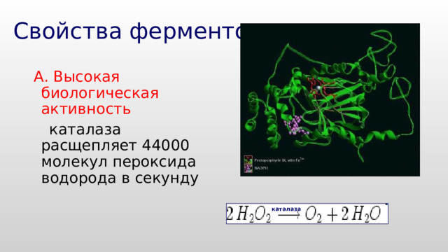 Свойства ферментов А. Высокая биологическая активность  каталаза расщепляет 44000 молекул пероксида водорода в секунду каталаза 