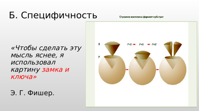 Б. Специфичность   «Чтобы сделать эту мысль яснее, я использовал картину замка и ключа»  Э. Г. Фишер. 