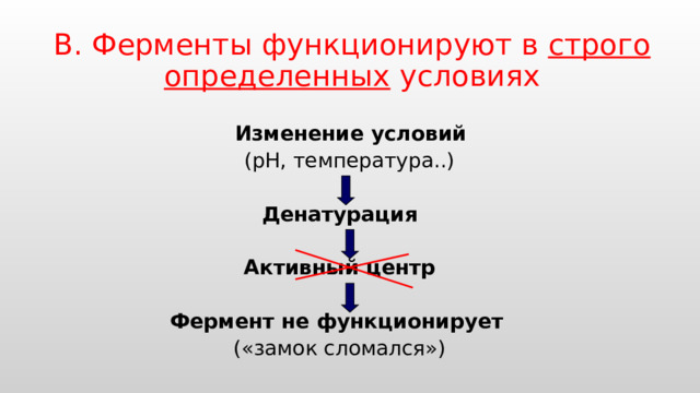 В. Ферменты функционируют в строго определенных условиях  Изменение условий   (рН, температура..) Денатурация  Активный центр  Фермент не функционирует  («замок сломался») 