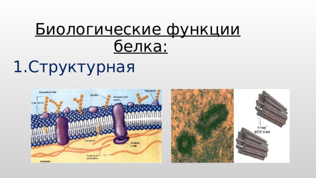 Биологические функции белка: 1.Структурная 