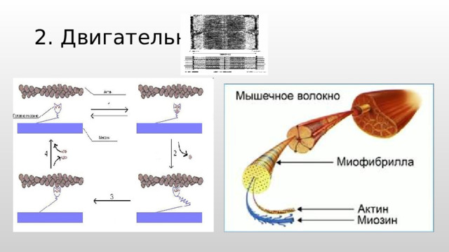 2. Двигательная 