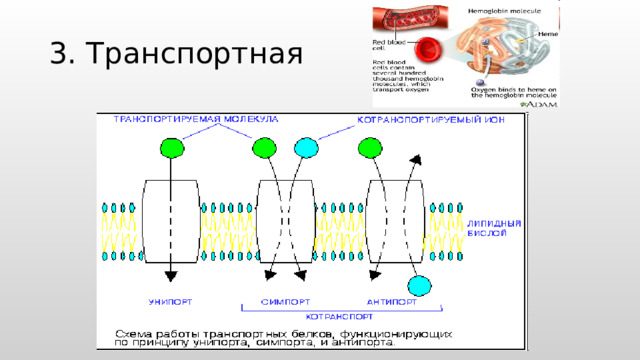 3. Транспортная 