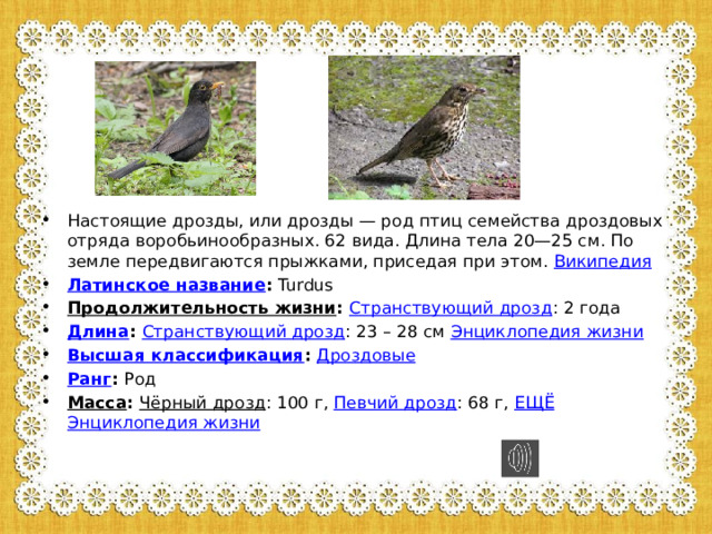 Настоящие дрозды, или дрозды — род птиц семейства дроздовых отряда воробьинообразных. 62 вида. Длина тела 20—25 см. По земле передвигаются прыжками, приседая при этом.  Википедия Латинское название :  Turdus Продолжительность жизни :  Странствующий дрозд : 2 года Длина :  Странствующий дрозд : 23 – 28 см  Энциклопедия жизни Высшая классификация :  Дроздовые Ранг :  Род Масса :  Чёрный дрозд : 100 г,  Певчий дрозд : 68 г,  ЕЩЁ   Энциклопедия жизни 
