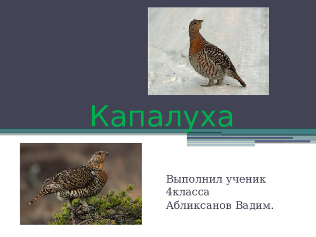 Капалуха Выполнил ученик 4класса Абликсанов Вадим. 