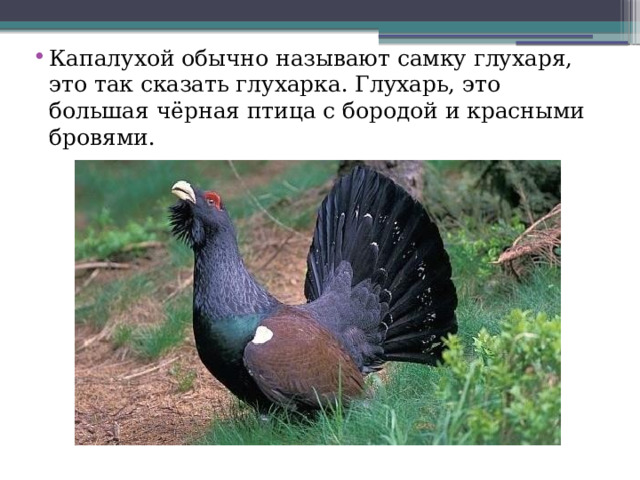 Капалухой обычно называют самку глухаря, это так сказать глухарка. Глухарь, это большая чёрная птица с бородой и красными бровями.   