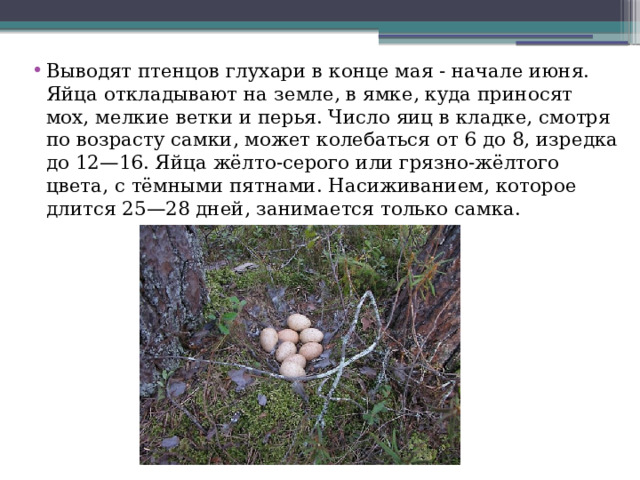 Выводят птенцов глухари в конце мая - начале июня. Яйца откладывают на земле, в ямке, куда приносят мох, мелкие ветки и перья. Число яиц в кладке, смотря по возрасту самки, может колебаться от 6 до 8, изредка до 12—16. Яйца жёлто-серого или грязно-жёлтого цвета, с тёмными пятнами. Насиживанием, которое длится 25—28 дней, занимается только самка. 