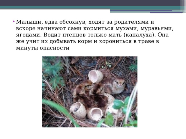 Малыши, едва обсохнув, ходят за родителями и вскоре начинают сами кормиться мухами, муравьями, ягодами. Водит птенцов только мать (капалуха). Она же учит их добывать корм и хорониться в траве в минуты опасности 