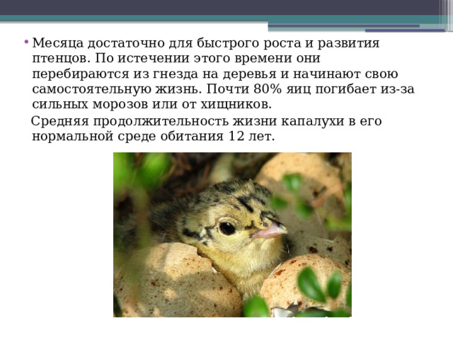 Месяца достаточно для быстрого роста и развития птенцов. По истечении этого времени они перебираются из гнезда на деревья и начинают свою самостоятельную жизнь. Почти 80% яиц погибает из-за сильных морозов или от хищников.  Средняя продолжительность жизни капалухи в его нормальной среде обитания 12 лет.   