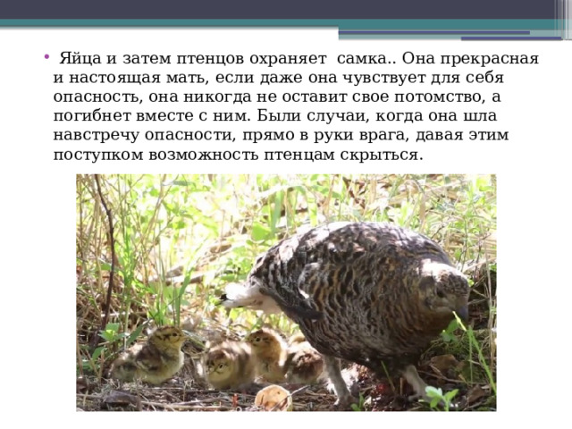  Яйца и затем птенцов охраняет самка.. Она прекрасная и настоящая мать, если даже она чувствует для себя опасность, она никогда не оставит свое потомство, а погибнет вместе с ним. Были случаи, когда она шла навстречу опасности, прямо в руки врага, давая этим поступком возможность птенцам скрыться.   