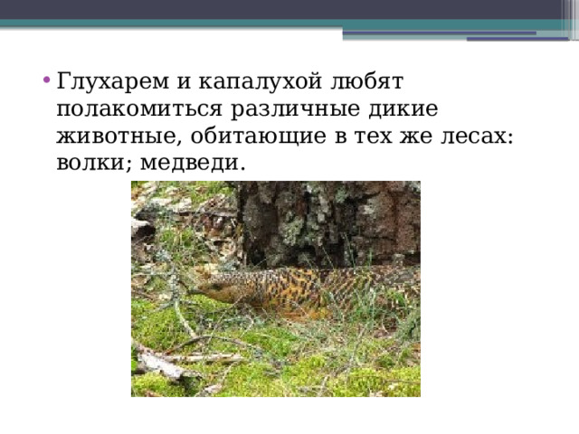Глухарем и капалухой любят полакомиться различные дикие животные, обитающие в тех же лесах: волки; медведи. 