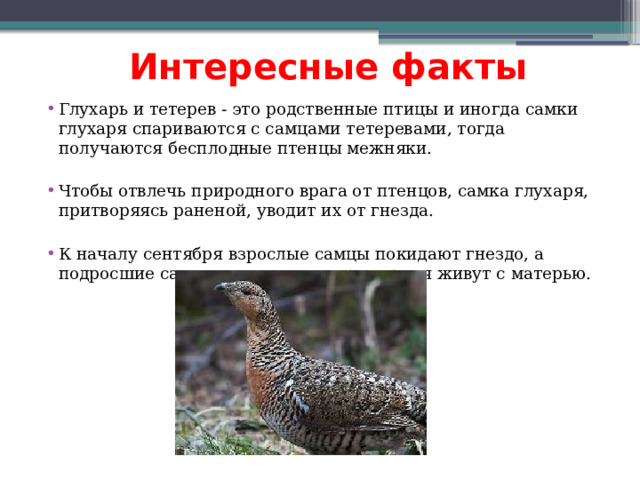Интересные факты Глухарь и тетерев - это родственные птицы и иногда самки глухаря спариваются с самцами тетеревами, тогда получаются бесплодные птенцы межняки. Чтобы отвлечь природного врага от птенцов, самка глухаря, притворяясь раненой, уводит их от гнезда. К началу сентября взрослые самцы покидают гнездо, а подросшие самочки, еще некоторое время живут с матерью. 