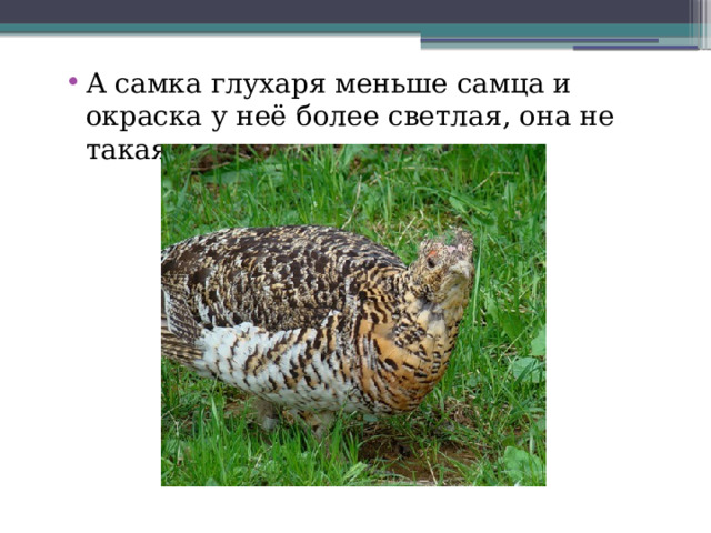 А самка глухаря меньше самца и окраска у неё более светлая, она не такая агрессивная.   