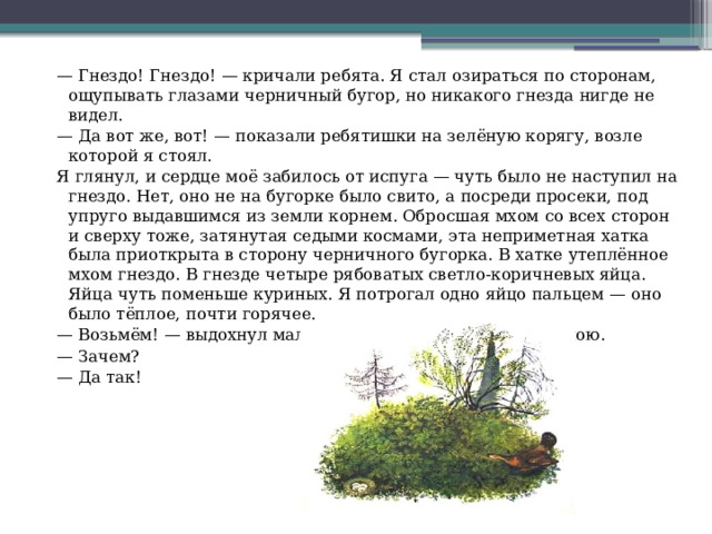 — Гнездо! Гнездо! — кричали ребята. Я стал озираться по сторонам, ощупывать глазами черничный бугор, но никакого гнезда нигде не видел. — Да вот же, вот! — показали ребятишки на зелёную корягу, возле которой я стоял. Я глянул, и сердце моё забилось от испуга — чуть было не наступил на гнездо. Нет, оно не на бугорке было свито, а посреди просеки, под упруго выдавшимся из земли корнем. Обросшая мхом со всех сторон и сверху тоже, затянутая седыми космами, эта неприметная хатка была приоткрыта в сторону черничного бугорка. В хатке утеплённое мхом гнездо. В гнезде четыре рябоватых светло-коричневых яйца. Яйца чуть поменьше куриных. Я потрогал одно яйцо пальцем — оно было тёплое, почти горячее. — Возьмём! — выдохнул мальчишка, стоявший рядом со мною. — Зачем? — Да так! 