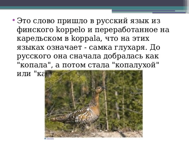 Это слово пришло в русский язык из финского kорреlо и переработанное на карельском в kорраlа, что на этих языках означает - самка глухаря. До русского она сначала добралась как 