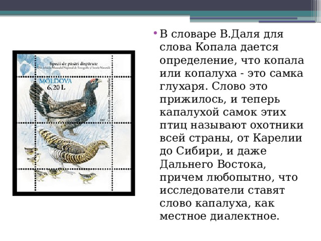 В словаре В.Даля для слова Копала дается определение, что копала или копалуха - это самка глухаря. Слово это прижилось, и теперь капалухой самок этих птиц называют охотники всей страны, от Карелии до Сибири, и даже Дальнего Востока, причем любопытно, что исследователи ставят слово капалуха, как местное диалектное. 