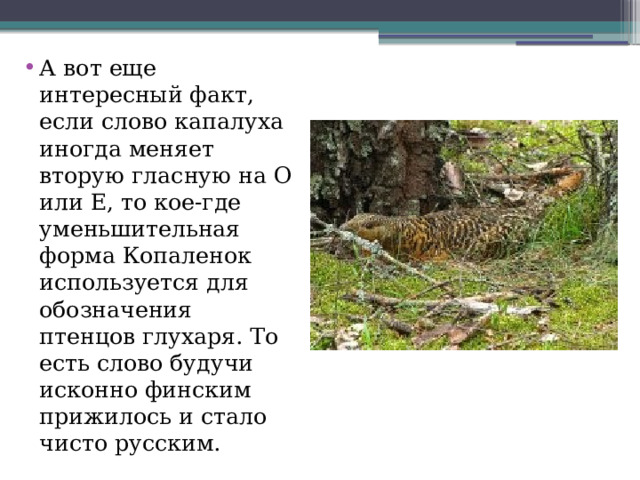 А вот еще интересный факт, если слово капалуха иногда меняет вторую гласную на О или Е, то кое-где уменьшительная форма Копаленок используется для обозначения птенцов глухаря. То есть слово будучи исконно финским прижилось и стало чисто русским. 