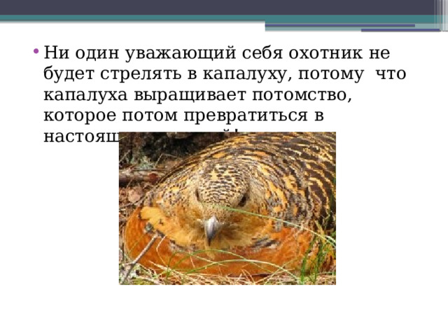 Ни один уважающий себя охотник не будет стрелять в капалуху, потому что капалуха выращивает потомство, которое потом превратиться в настоящих глухарей! 