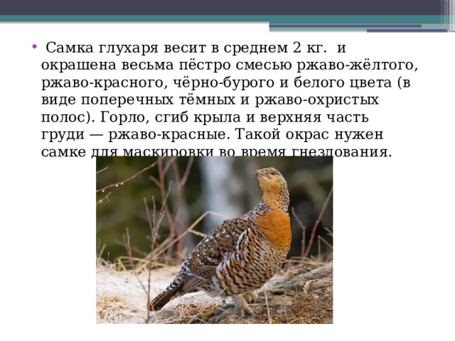   Самка глухаря весит в среднем 2 кг.  и окрашена весьма пёстро смесью ржаво-жёлтого, ржаво-красного, чёрно-бурого и белого цвета (в виде поперечных тёмных и ржаво-охристых полос). Горло, сгиб крыла и верхняя часть груди — ржаво-красные. Такой окрас нужен самке для маскировки во время гнездования. 