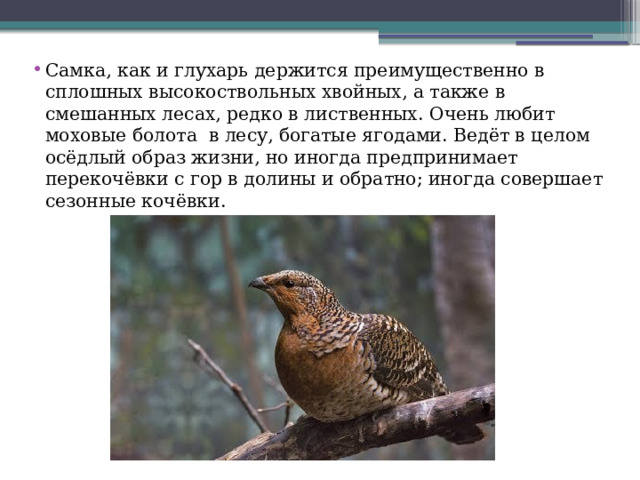 Самка, как и глухарь держится преимущественно в сплошных высокоствольных хвойных, а также в смешанных лесах, редко в лиственных. Очень любит моховые болота  в лесу, богатые ягодами. Ведёт в целом осёдлый образ жизни, но иногда предпринимает перекочёвки с гор в долины и обратно; иногда совершает сезонные кочёвки. 