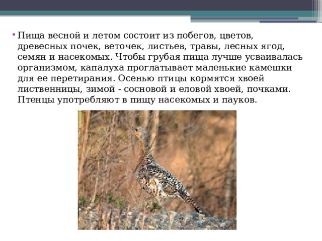 Пища весной и летом состоит из побегов, цветов, древесных почек, веточек, листьев, травы, лесных ягод, семян и насекомых. Чтобы грубая пища лучше усваивалась организмом, капалуха проглатывает маленькие камешки для ее перетирания. Осенью птицы кормятся хвоей лиственницы, зимой - сосновой и еловой хвоей, почками. Птенцы употребляют в пищу насекомых и пауков. 