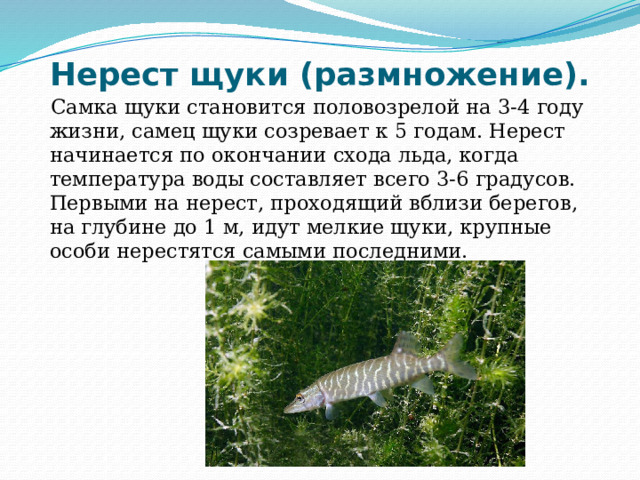 Нерест щуки (размножение).    Самка щуки становится половозрелой на 3-4 году жизни, самец щуки созревает к 5 годам. Нерест начинается по окончании схода льда, когда температура воды составляет всего 3-6 градусов. Первыми на нерест, проходящий вблизи берегов, на глубине до 1 м, идут мелкие щуки, крупные особи нерестятся самыми последними . 