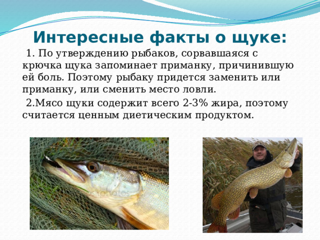 Интересные факты о щуке:    1. По утверждению рыбаков, сорвавшаяся с крючка щука запоминает приманку, причинившую ей боль. Поэтому рыбаку придется заменить или приманку, или сменить место ловли.  2.Мясо щуки содержит всего 2-3% жира, поэтому считается ценным диетическим продуктом. 