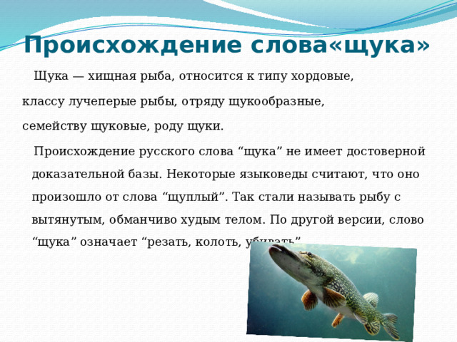 Происхождение слова«щука»  Щука — хищная рыба, относится к типу хордовые, классу лучеперые рыбы, отряду щукообразные, семейству щуковые, роду щуки.  Происхождение русского слова “щука” не имеет достоверной доказательной базы. Некоторые языковеды считают, что оно произошло от слова “щуплый”. Так стали называть рыбу с вытянутым, обманчиво худым телом. По другой версии, слово “щука” означает “резать, колоть, убивать”. 